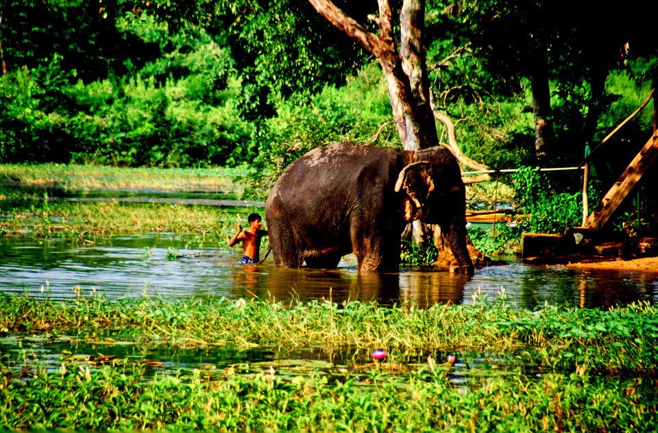 Asian Elephant © JonoVernon-Powell