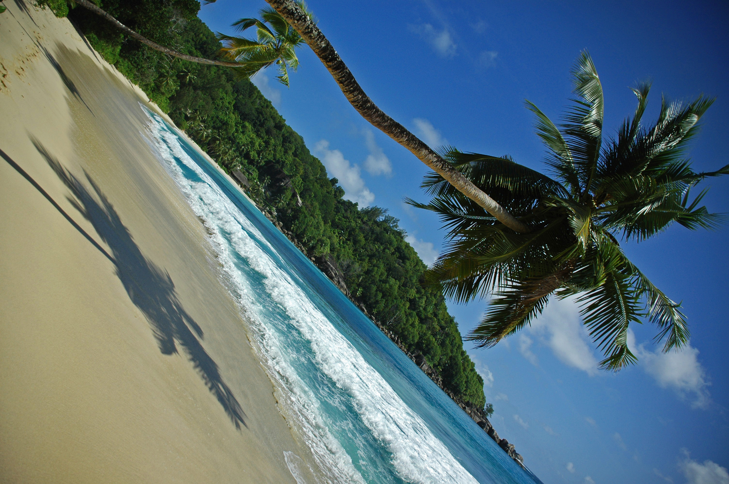 Beach Palm Seychelles © JonoVernon-Powell