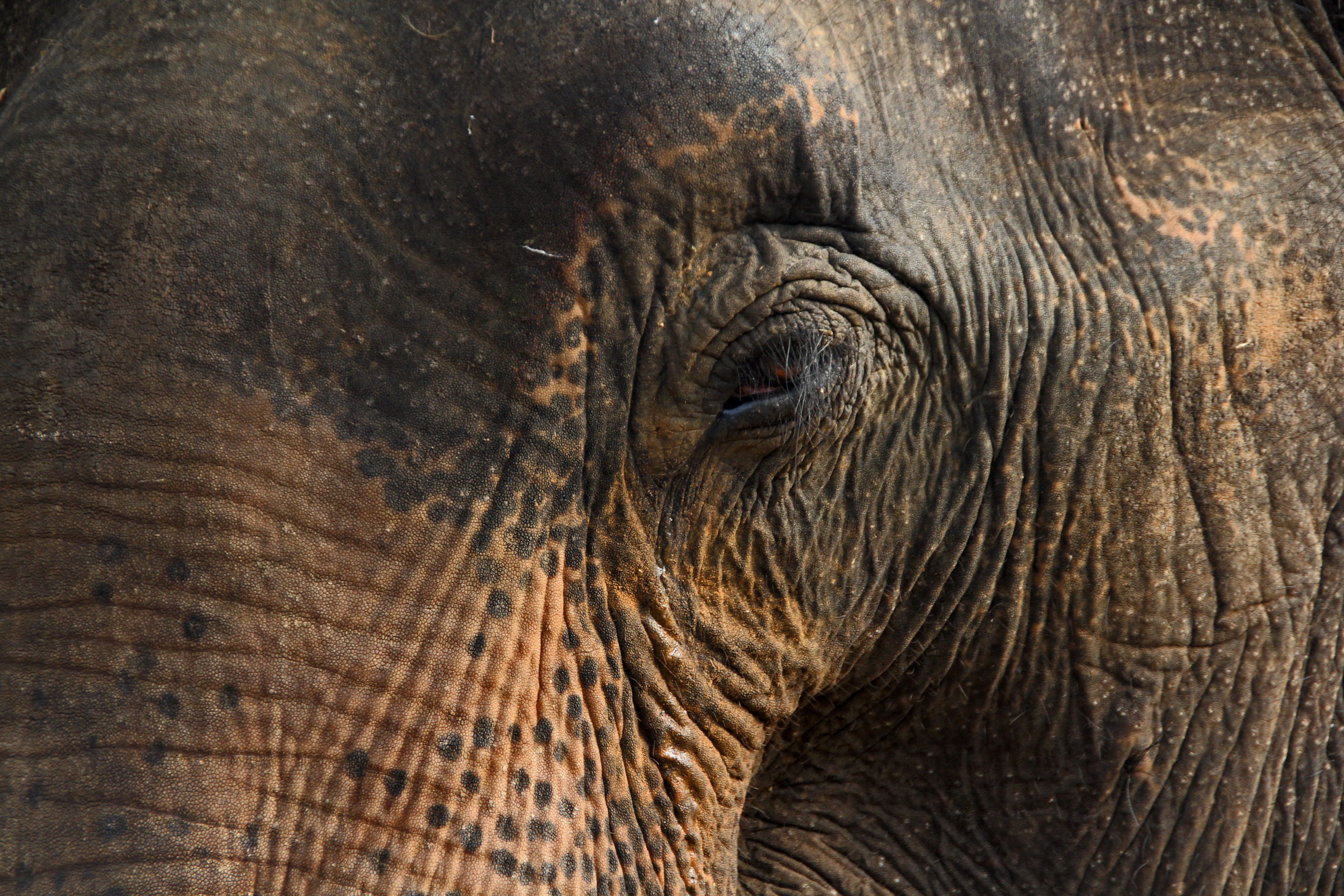 Elephant eye © JonoVernon-Powell