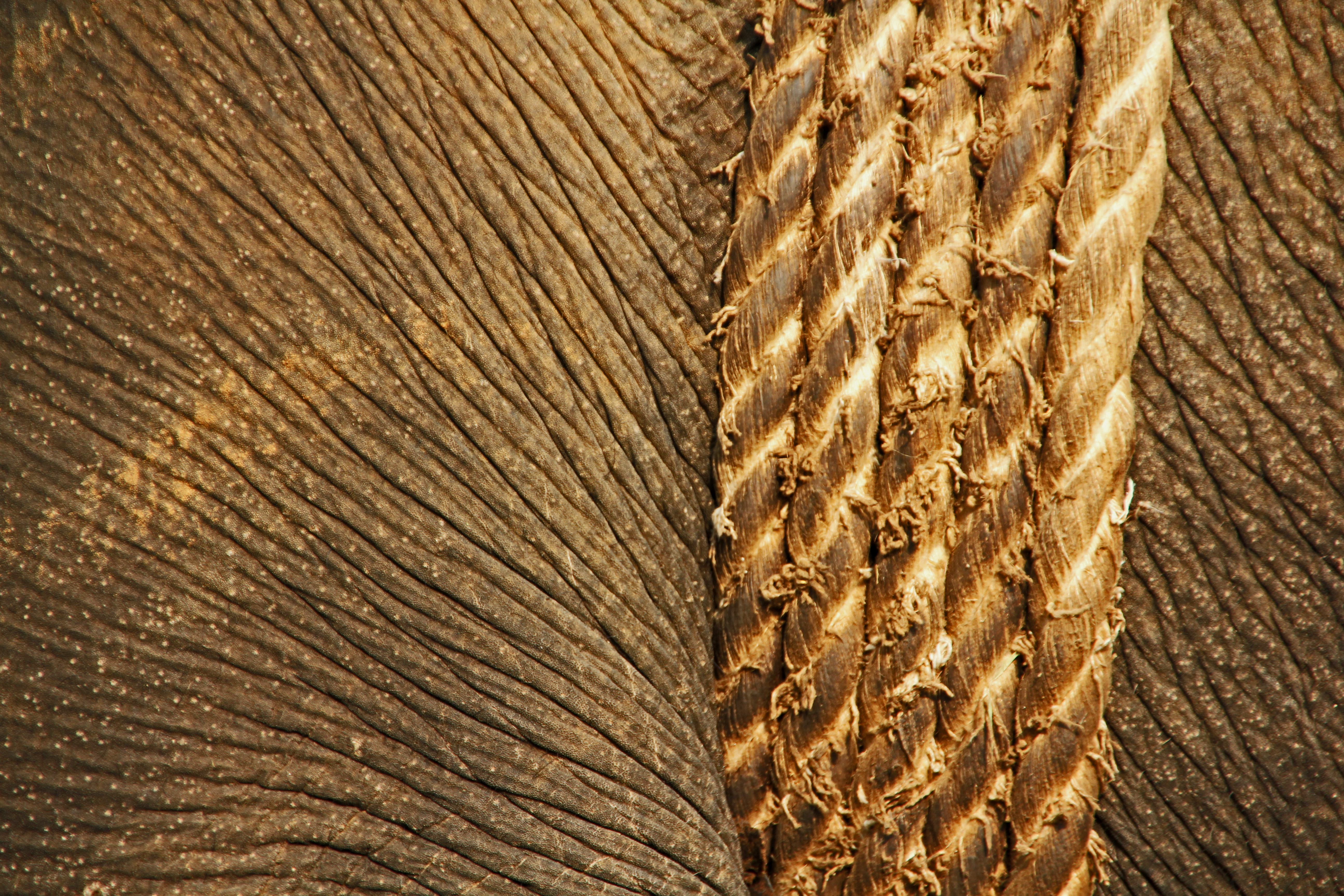Elephant girth © JonoVernon-Powell