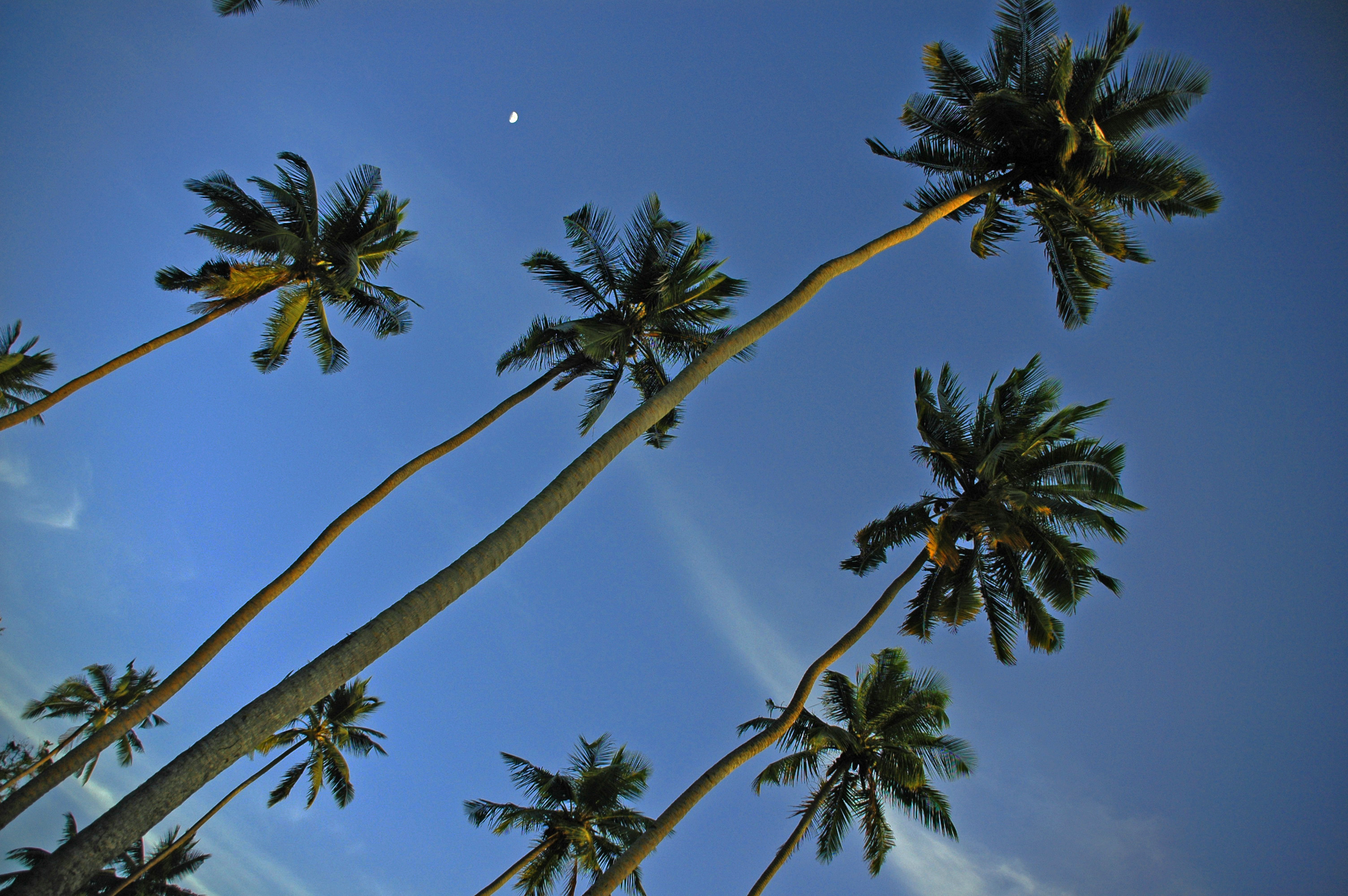 Island Palms Secychelles © JonoVernon-Powell