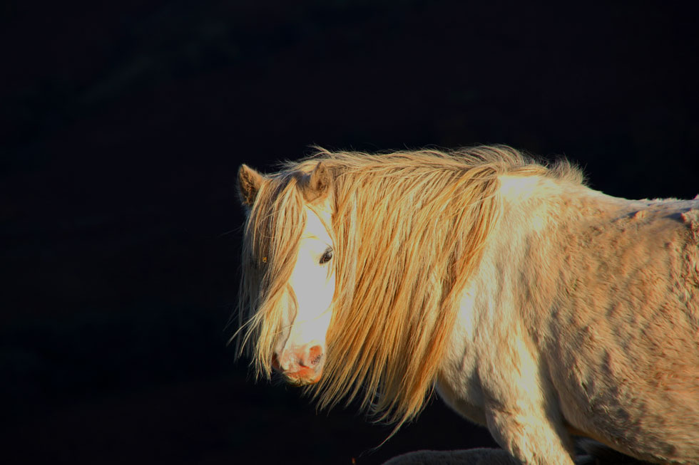 Brecon-Beacon-horse-on-hill-copyright-jonovernon-powell