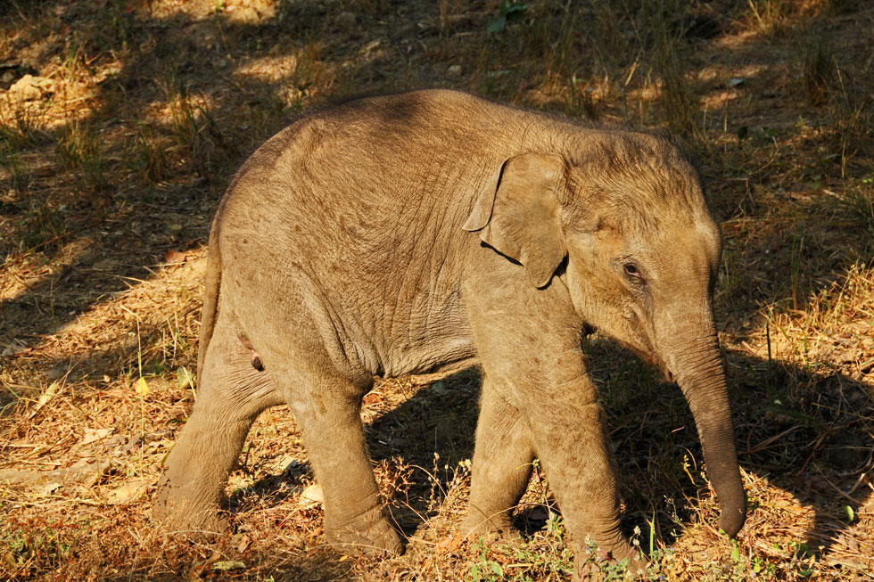 Elephants facing extinction?